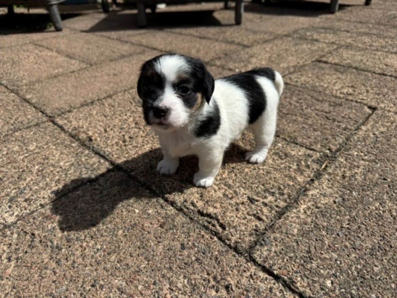 Jack russell terrier