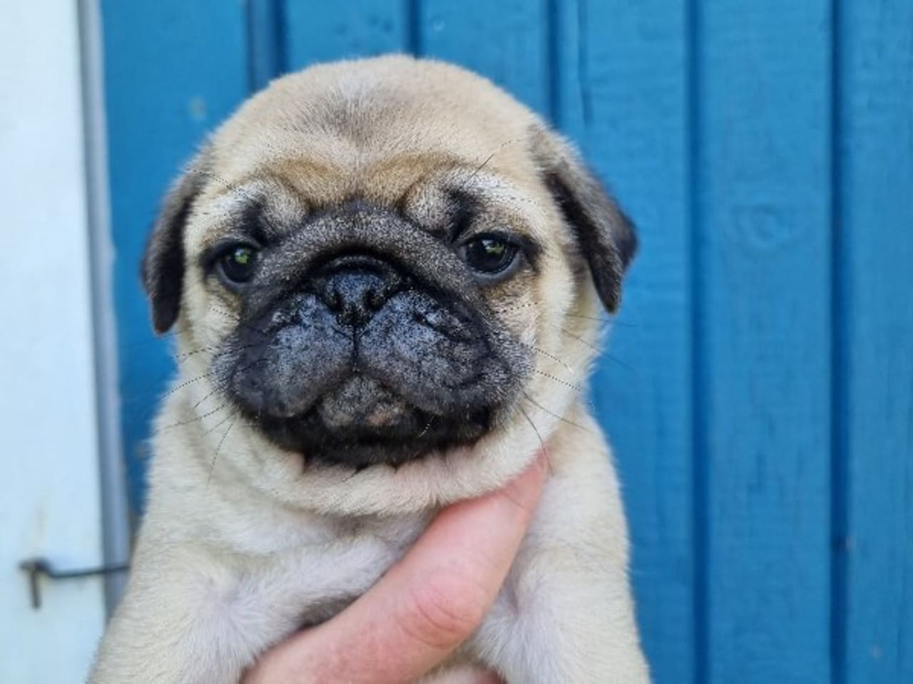 Mops