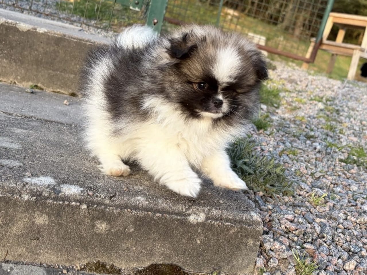 Pomeranian