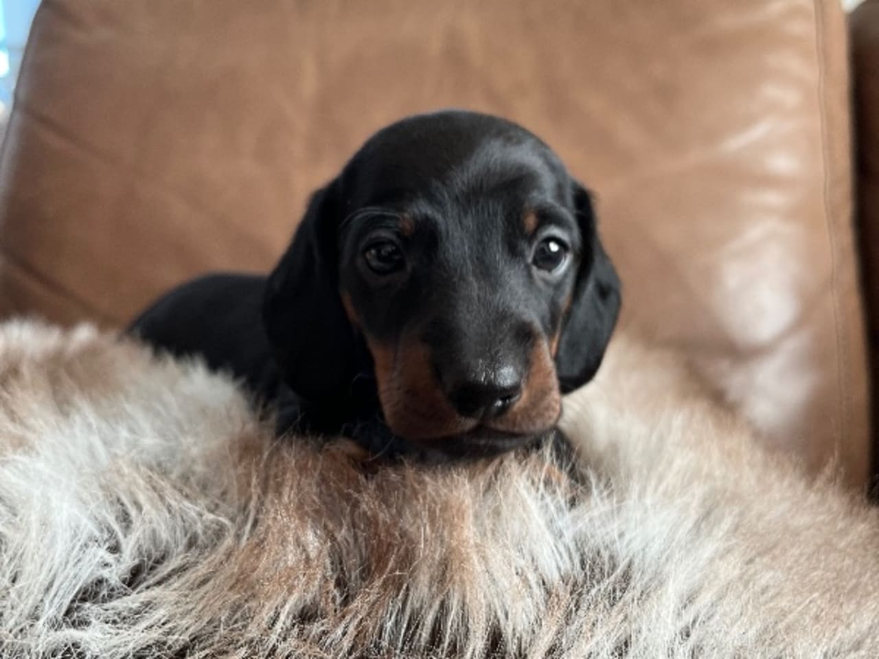 Dachshund
