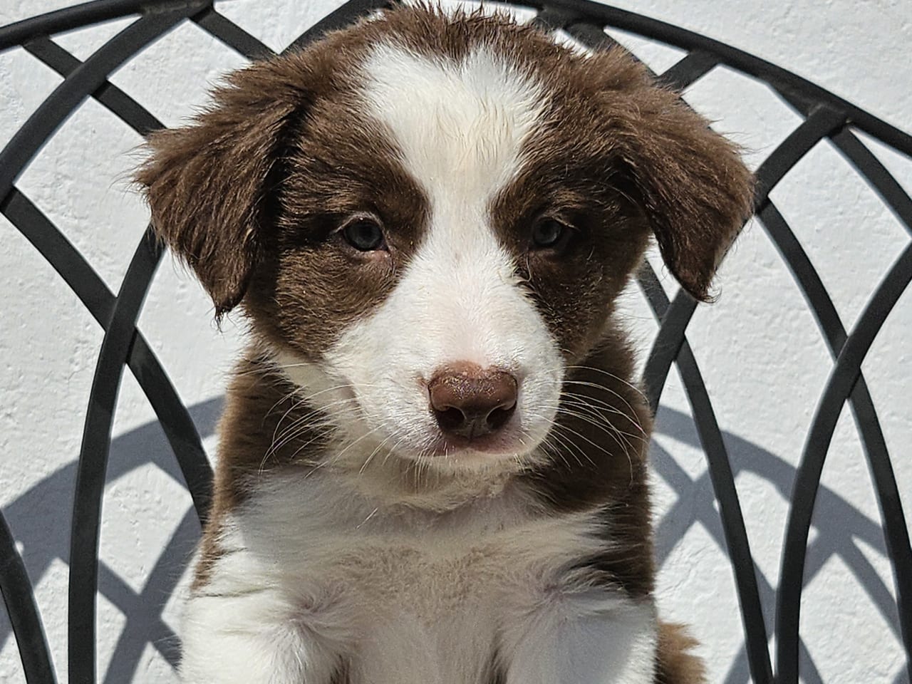 Border collie