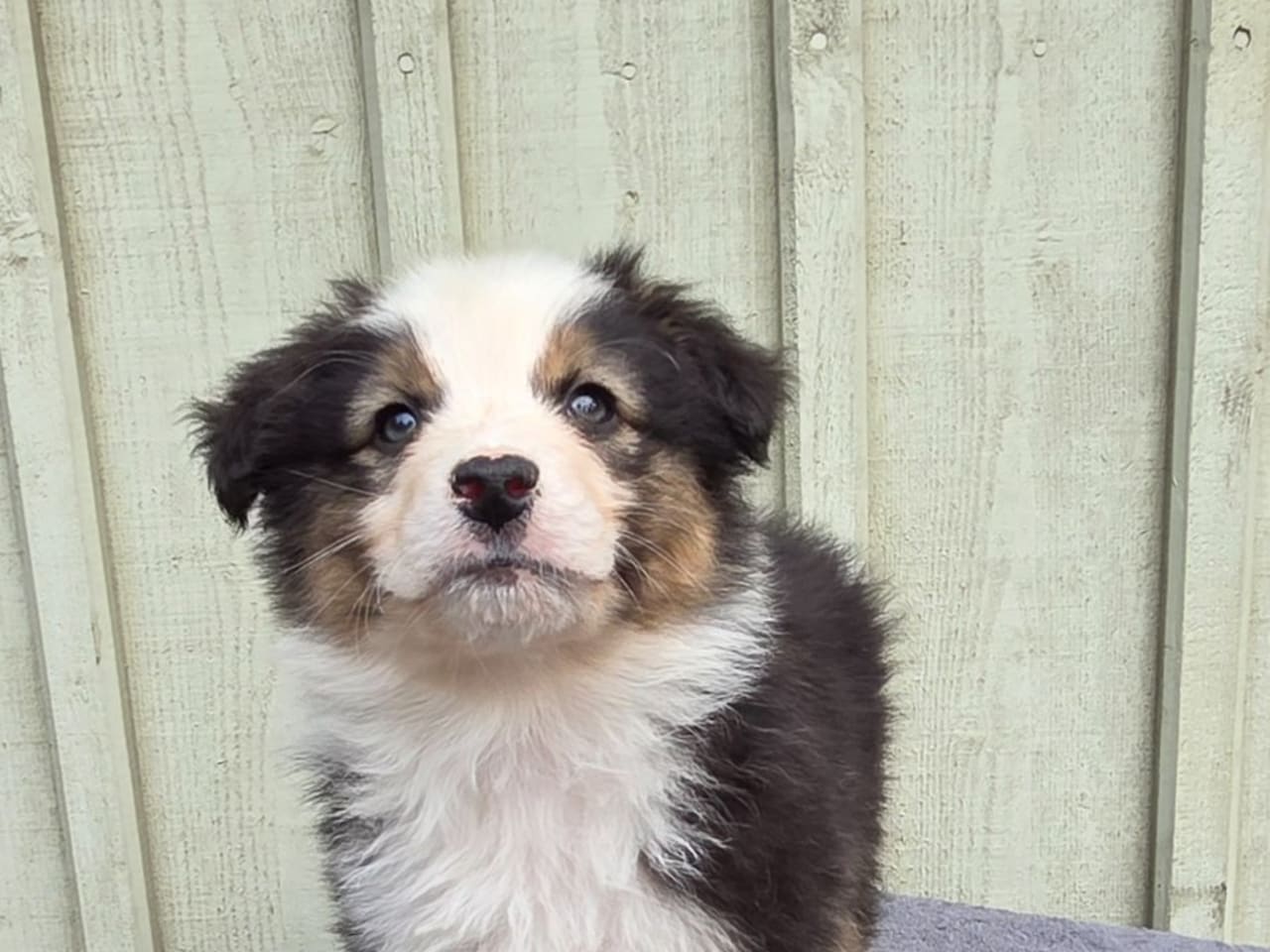 Australian shepherd