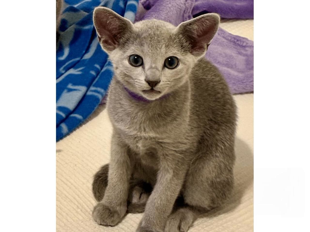 Russian Blue