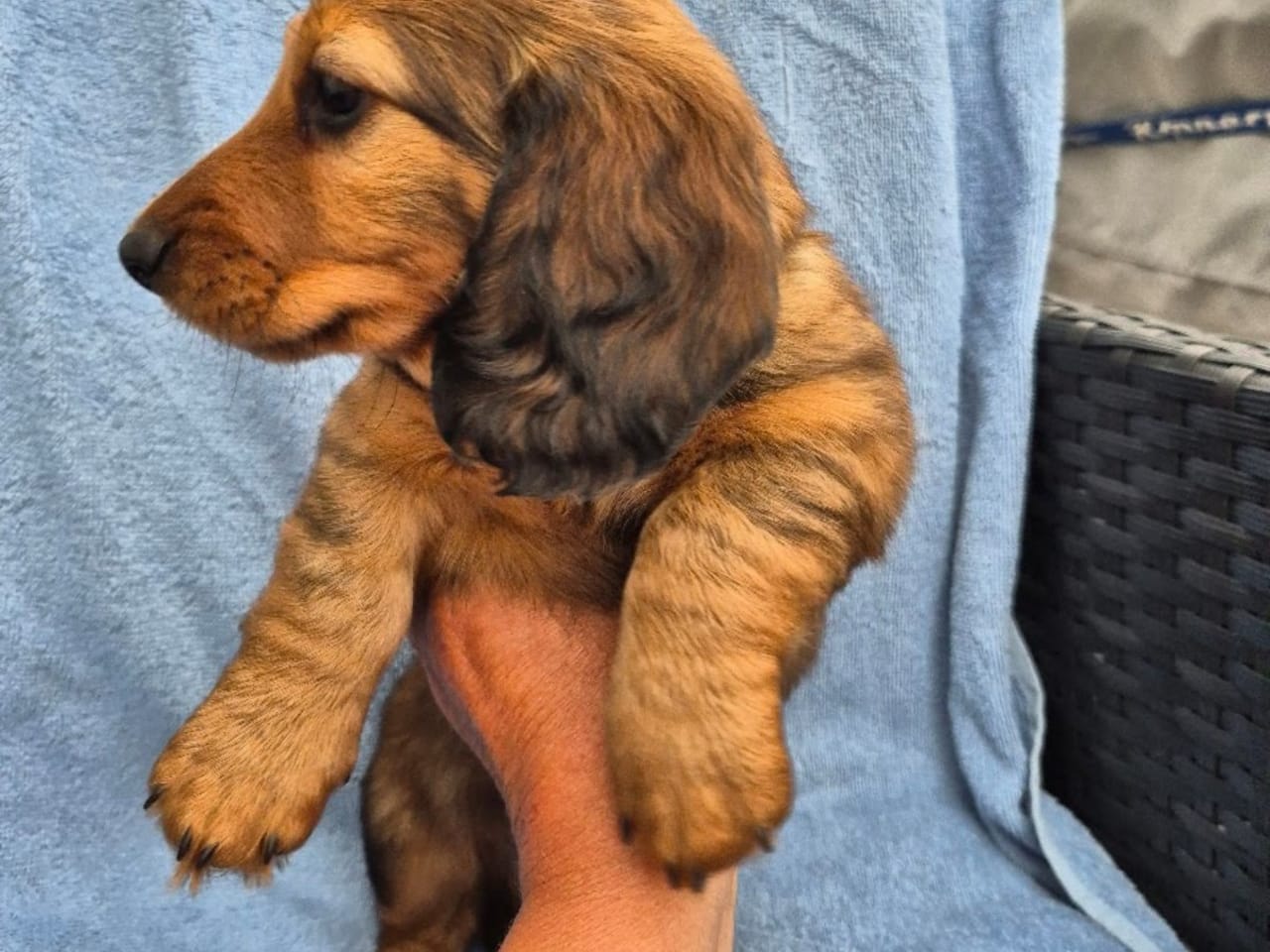 Dachshund