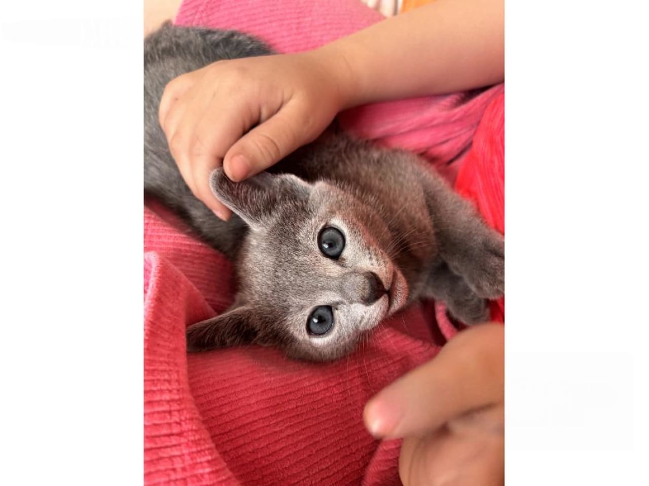 Russian Blue
