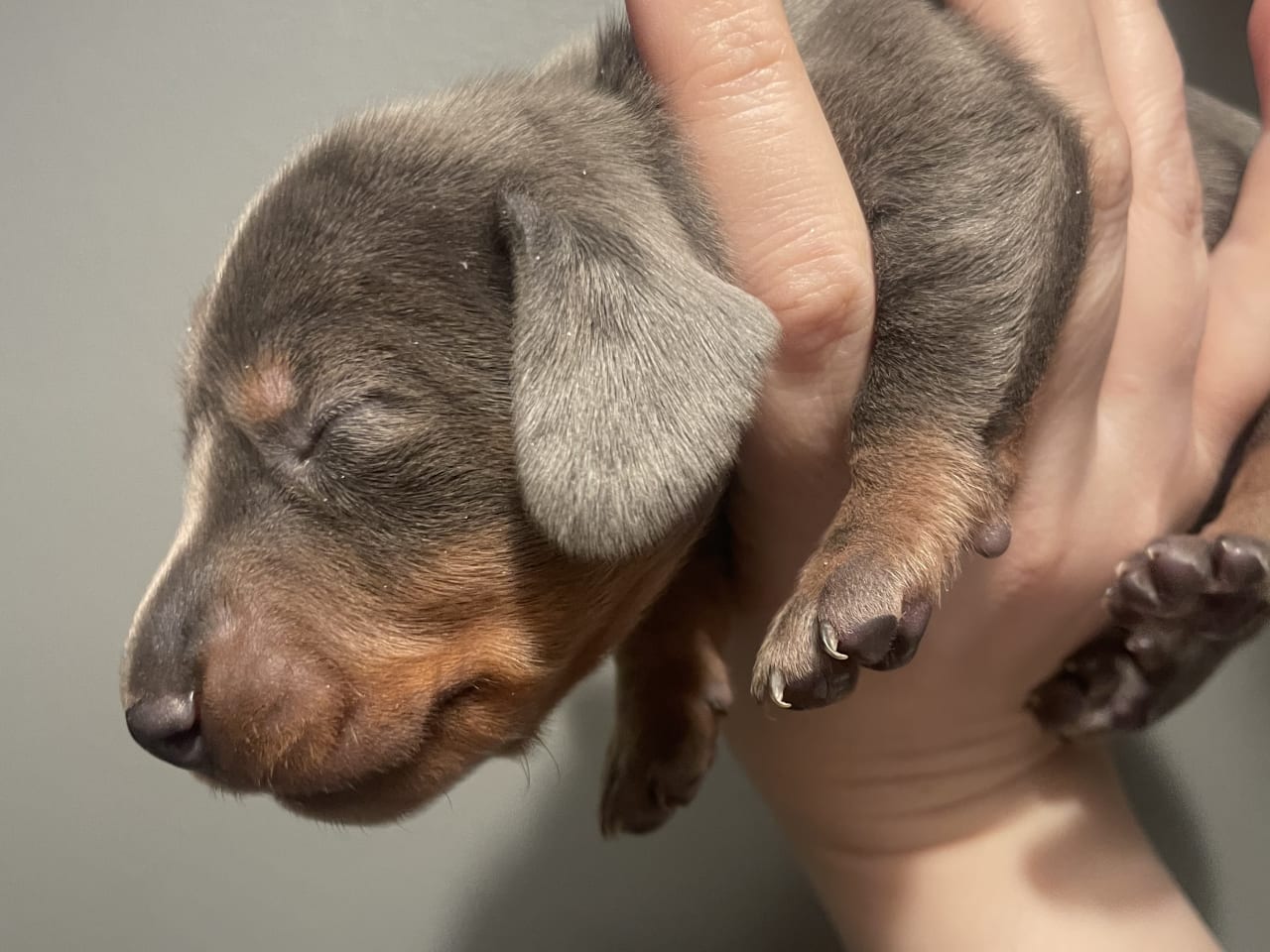 Dachshund