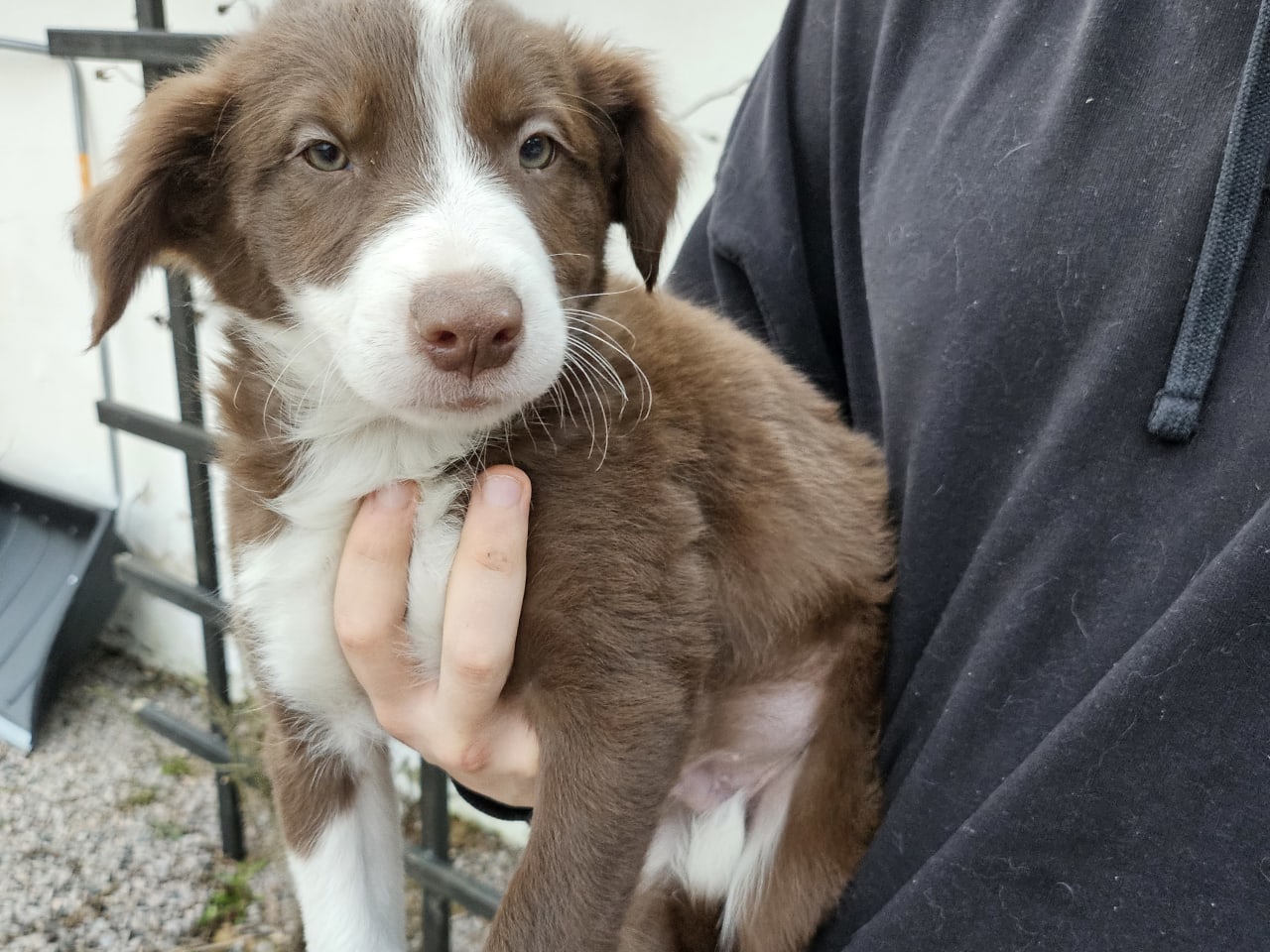 Border collie