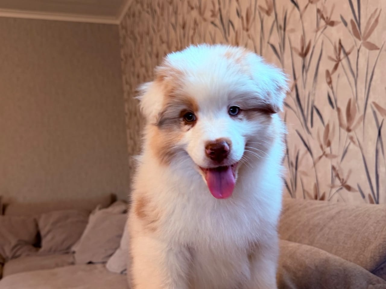 Australian shepherd