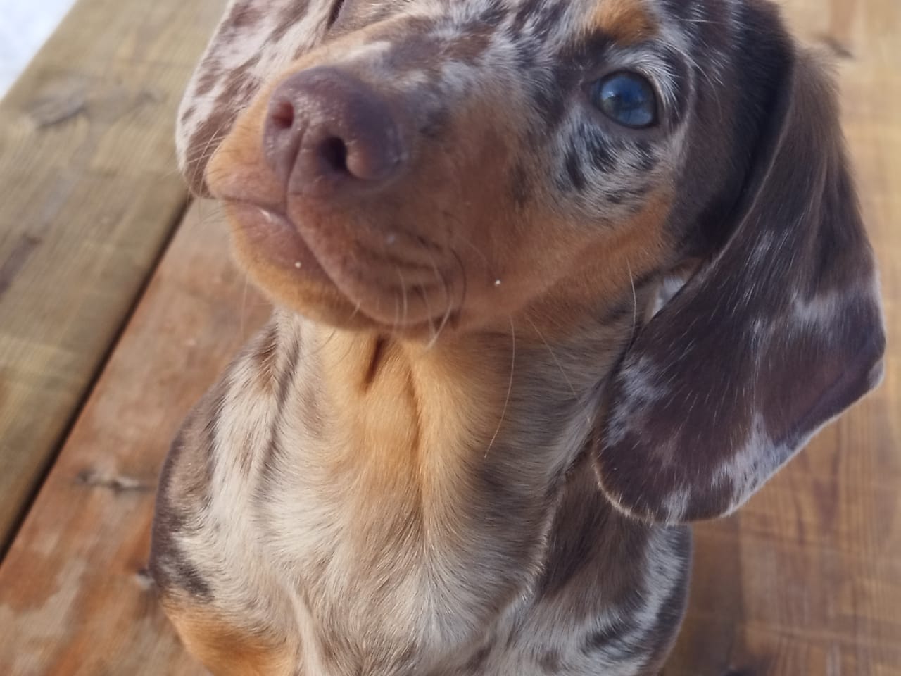 Dachshund