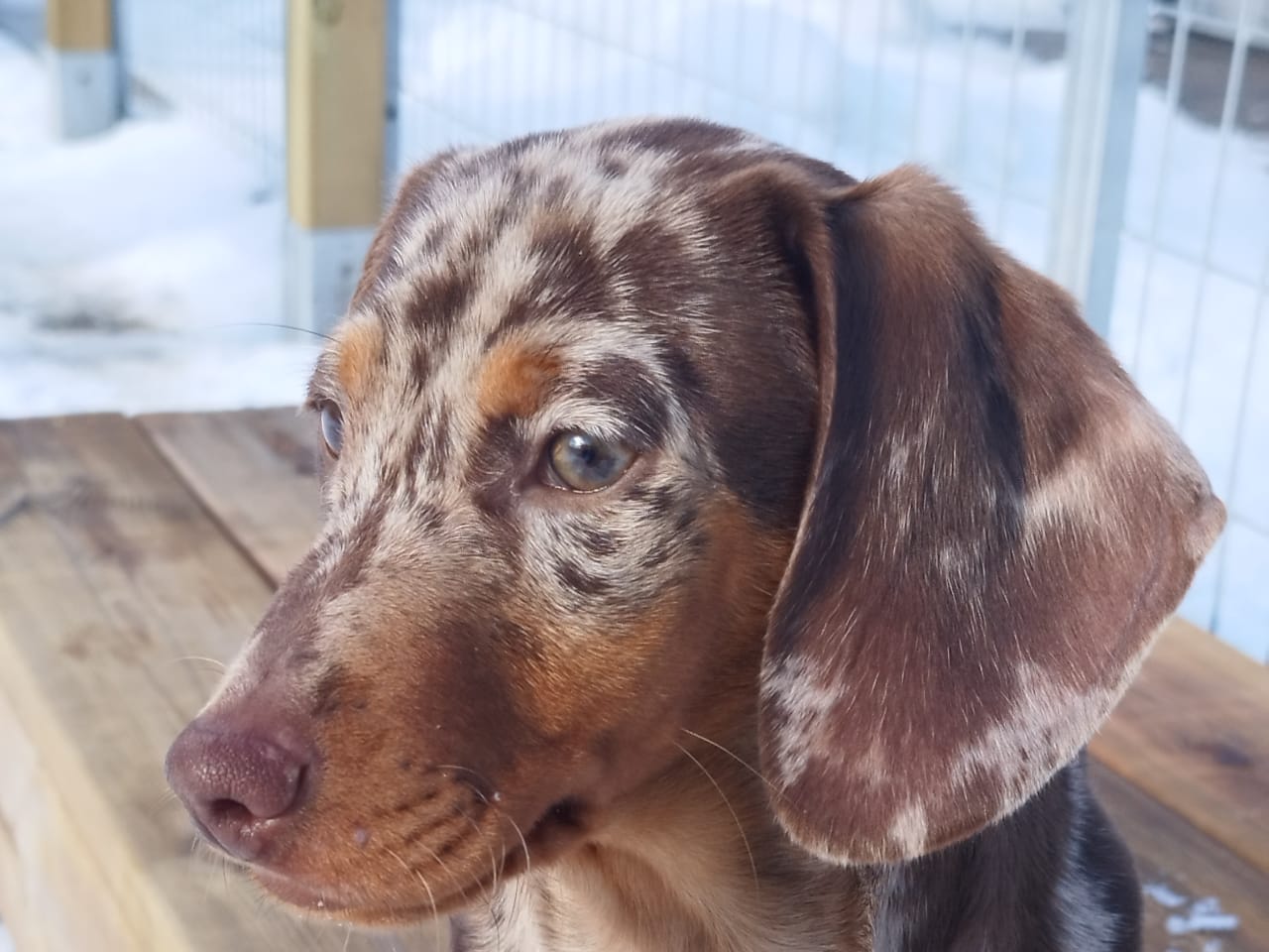 Dachshund