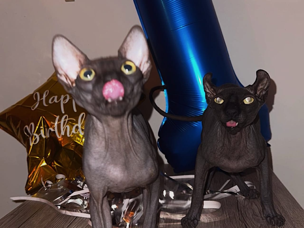 Sphynx