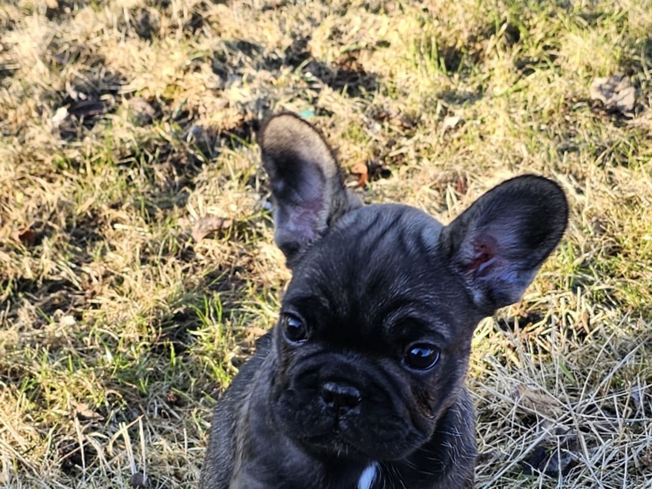 Fransk bulldog