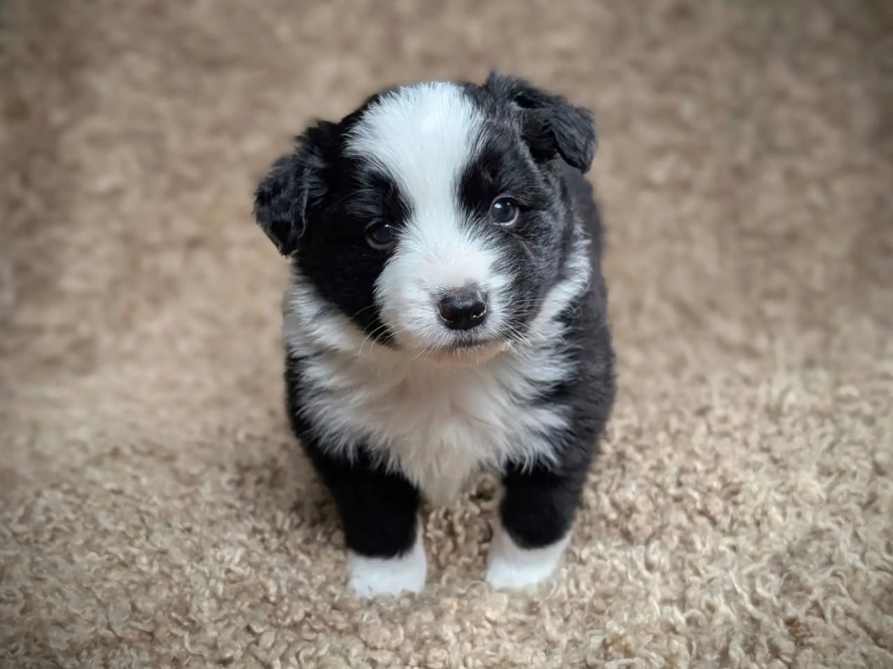 Border collie