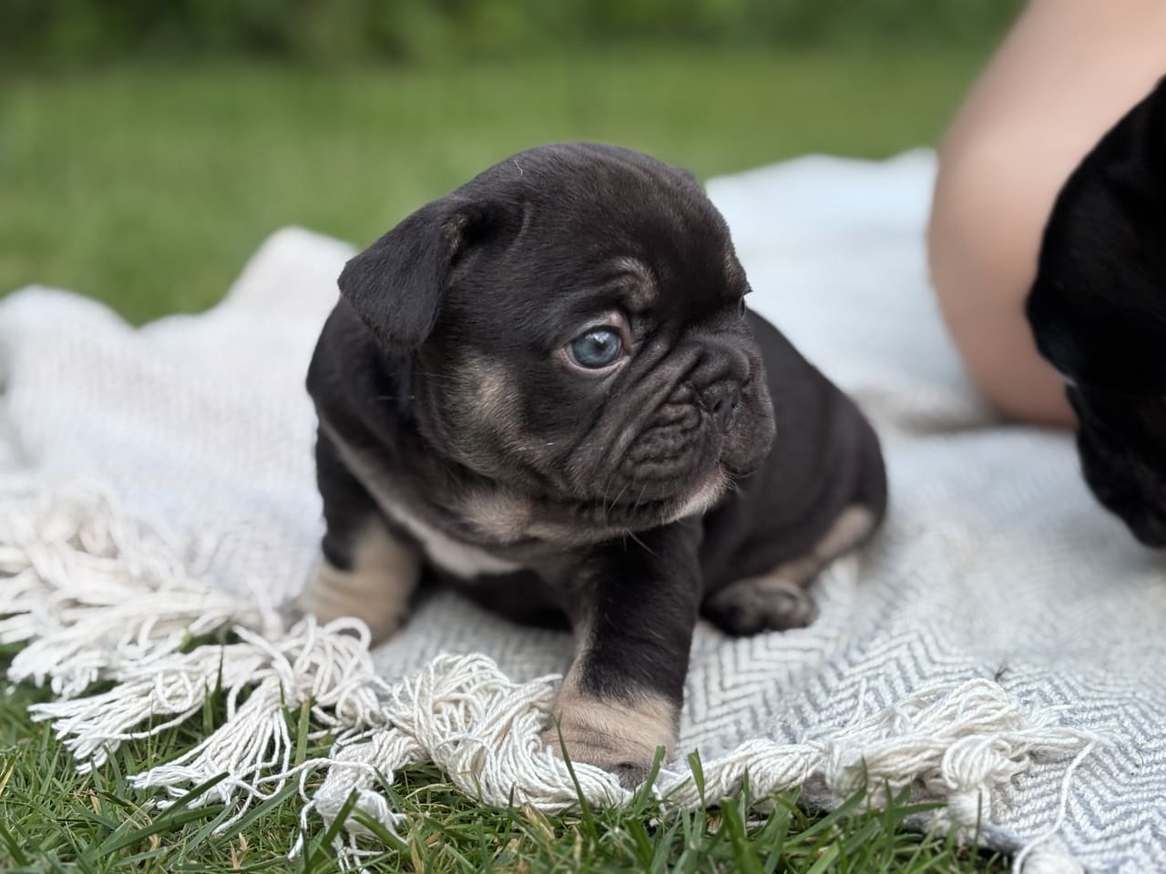 Fransk bulldog
