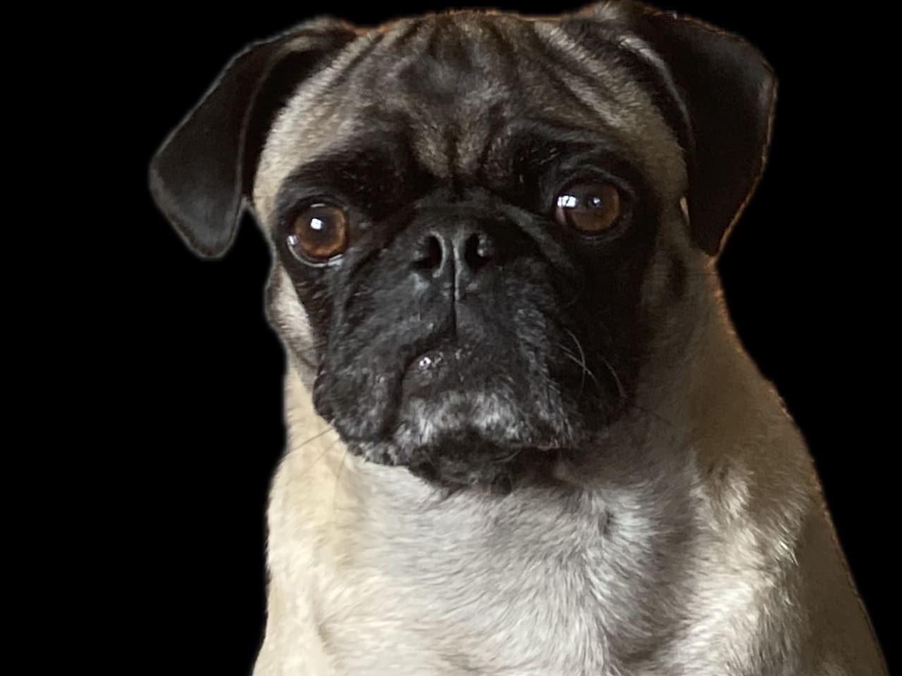 Mops