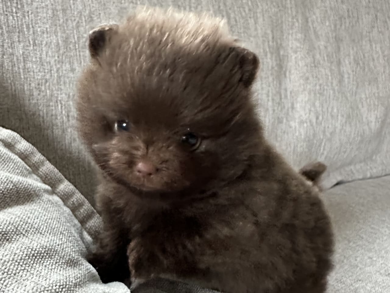 Pomeranian