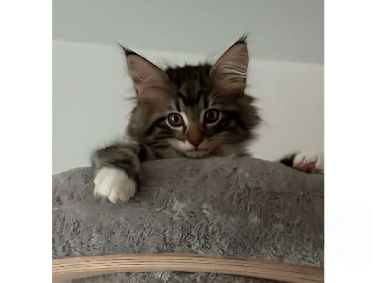 Norsk skogkatt