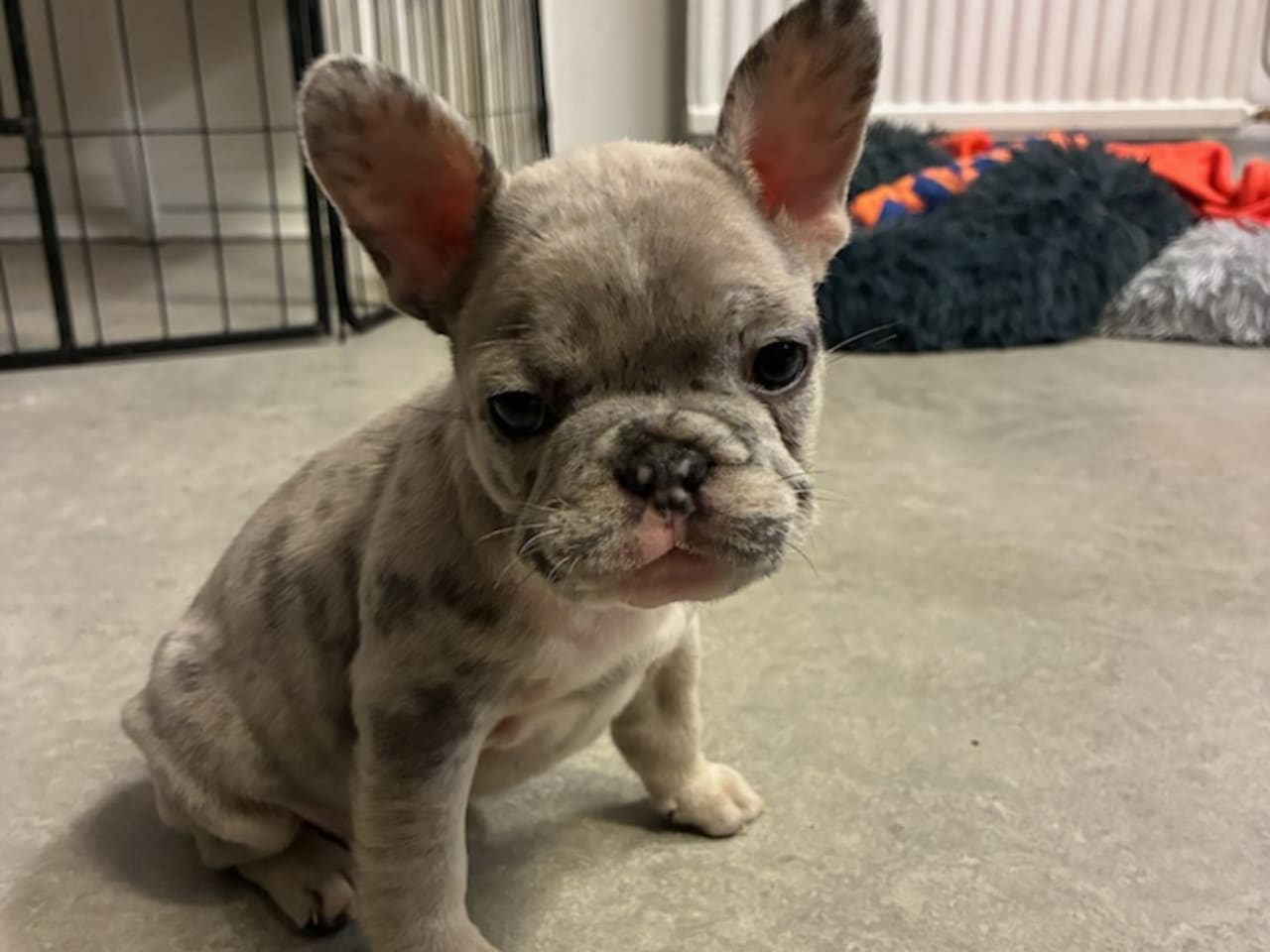 Fransk bulldog