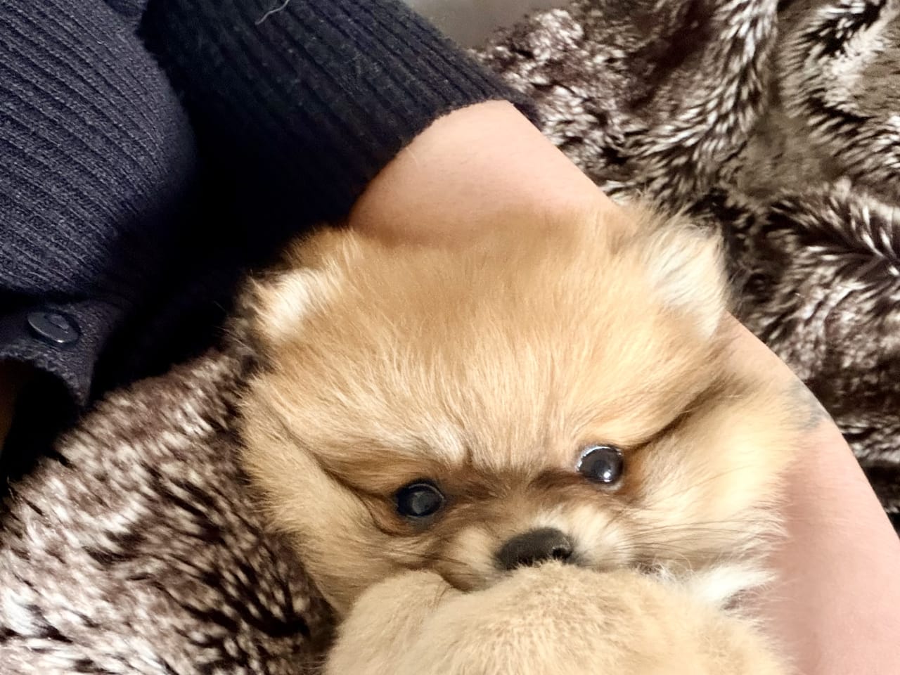 Pomeranian