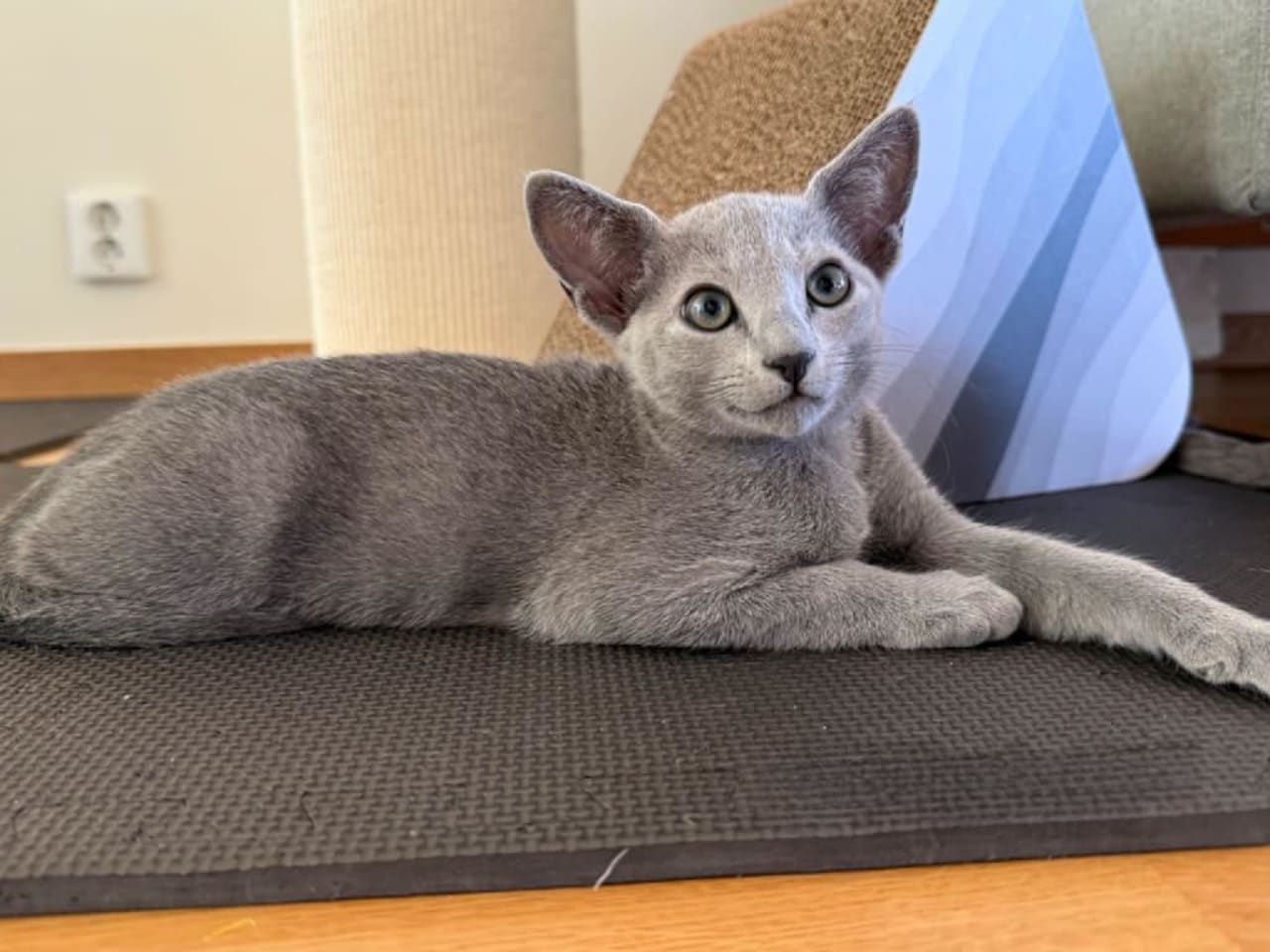 Russian Blue