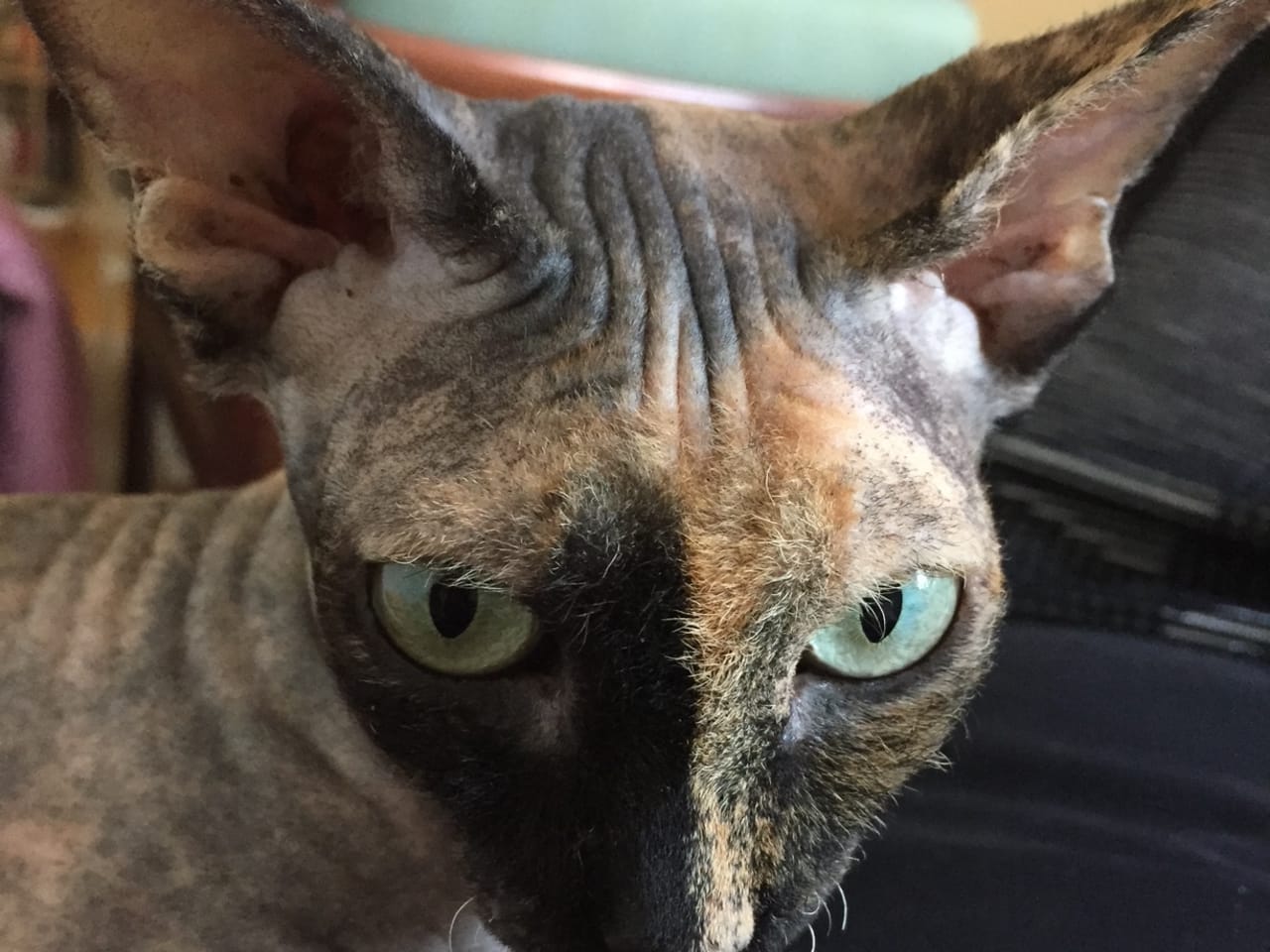 Sphynx
