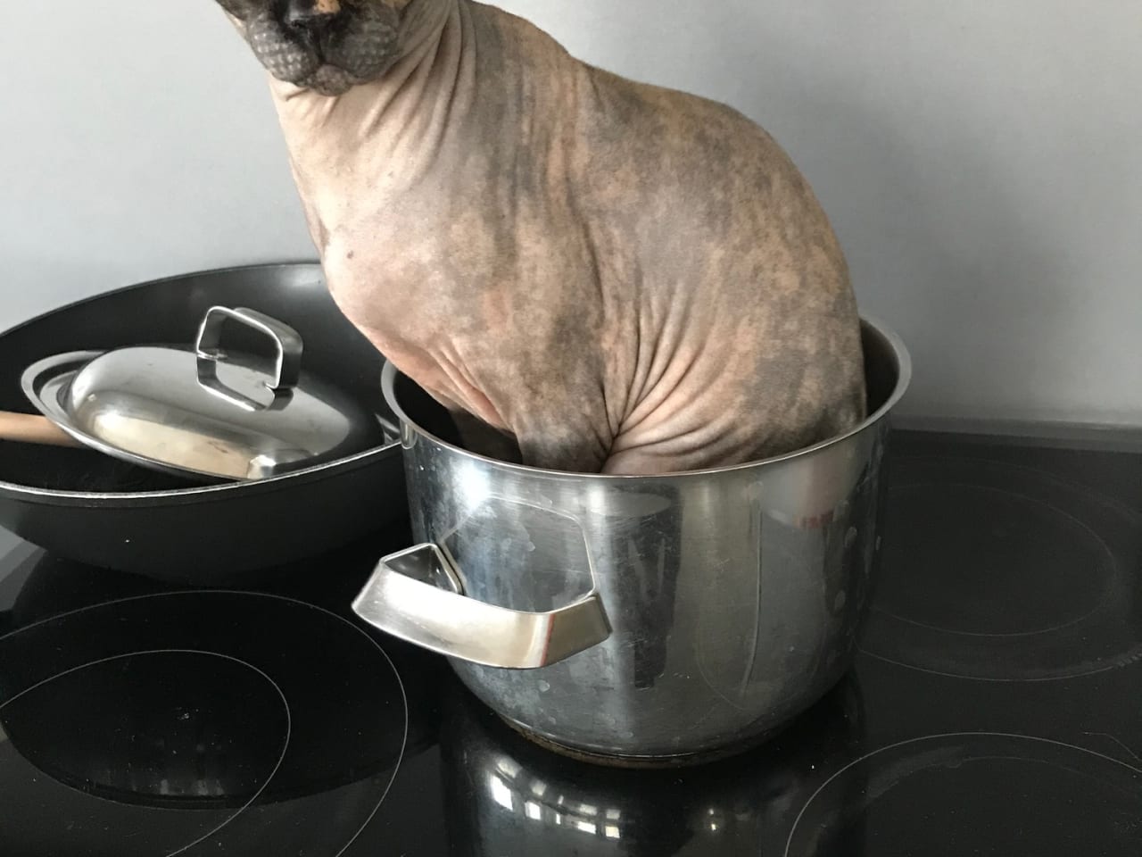 Sphynx