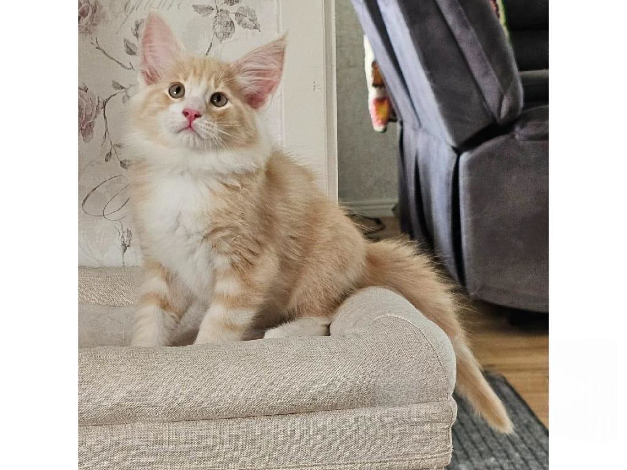 Norsk skogkatt