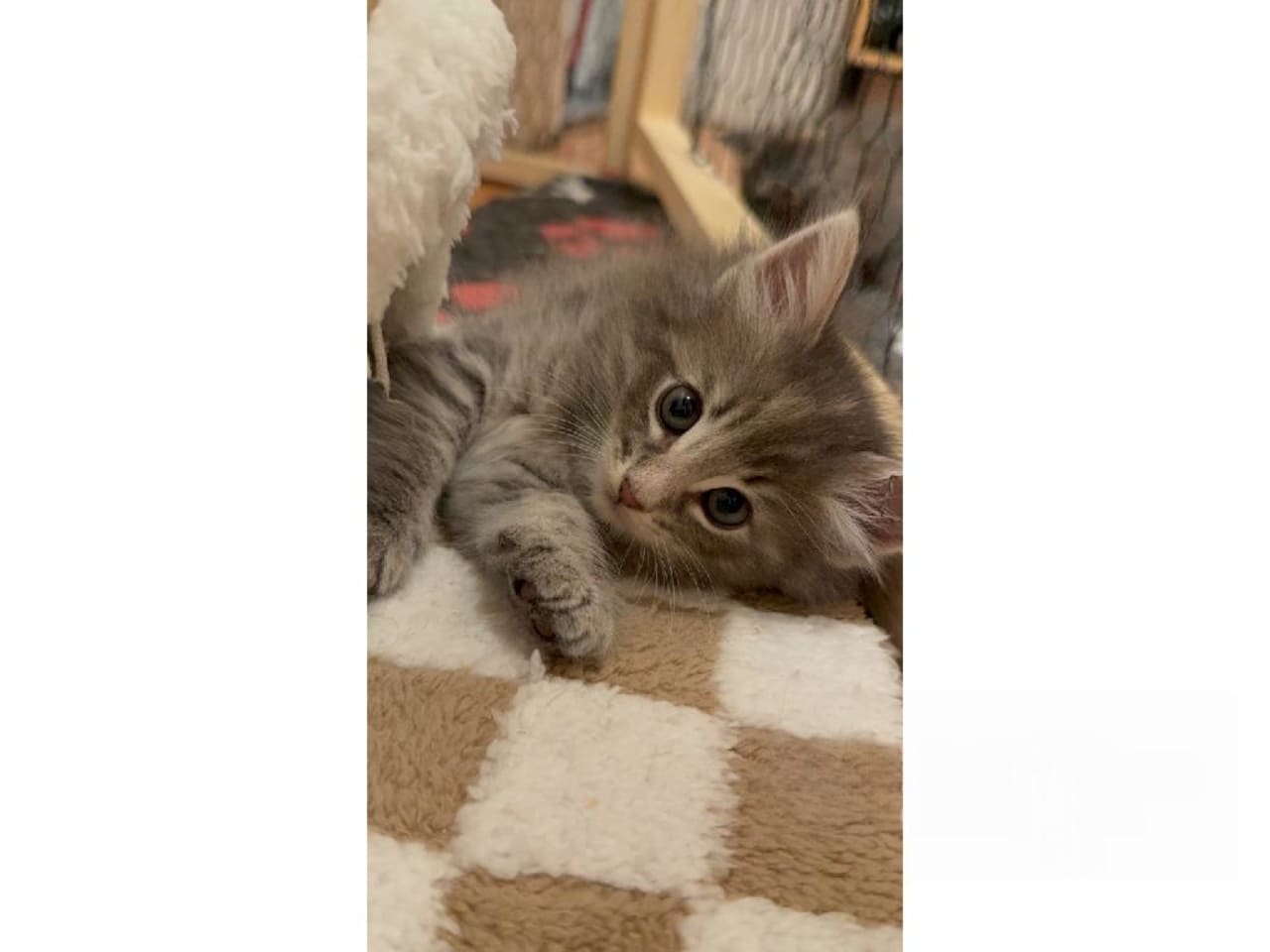 Norsk skogkatt