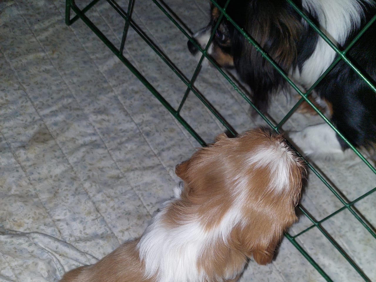 Cavalier king charles spaniel