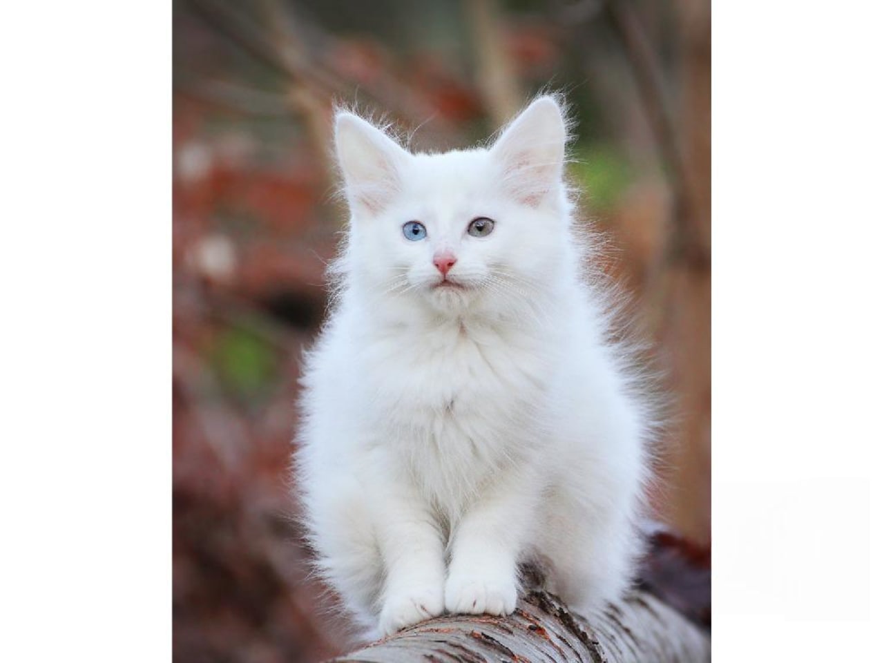 Norsk skogkatt