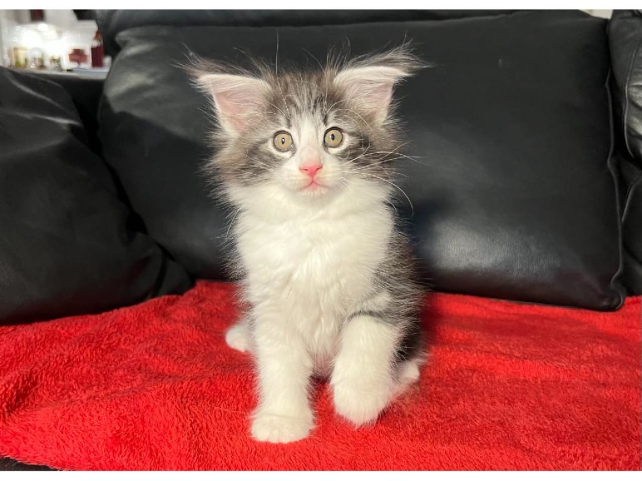 Norsk skogkatt