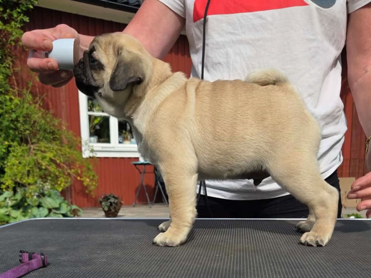 Mops