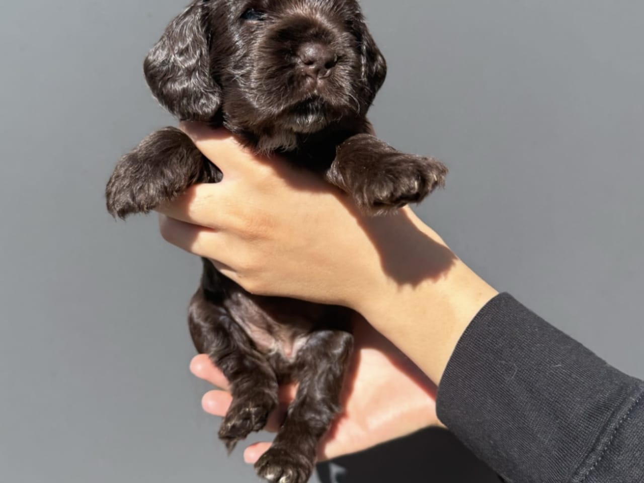 Cocker spaniel