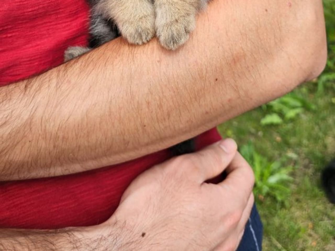 Pomeranian