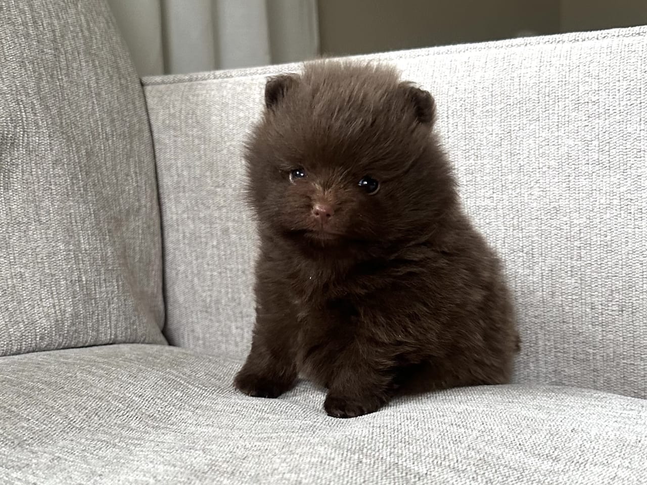 Pomeranian