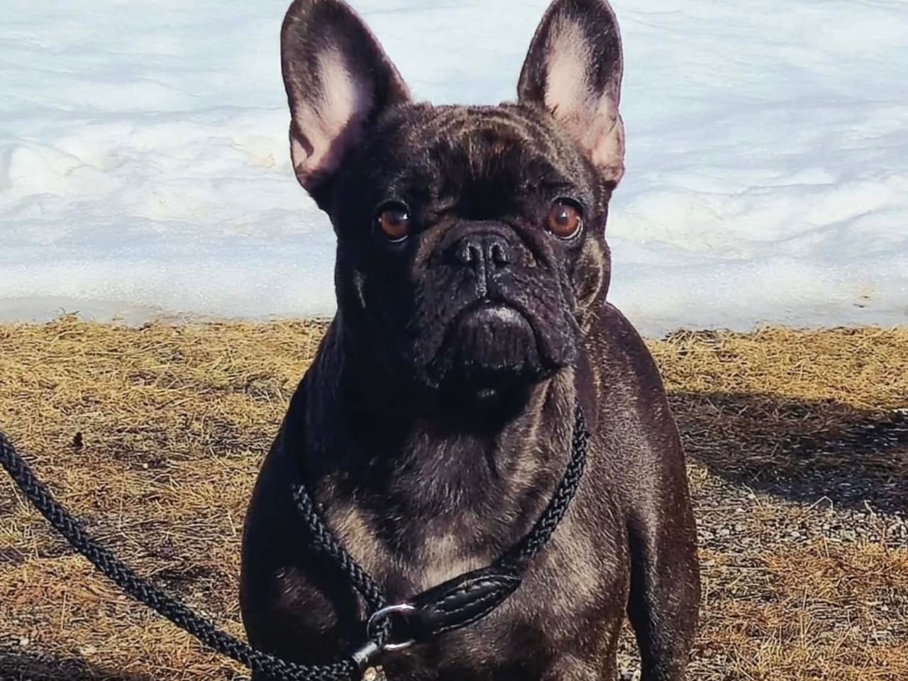 Fransk bulldog