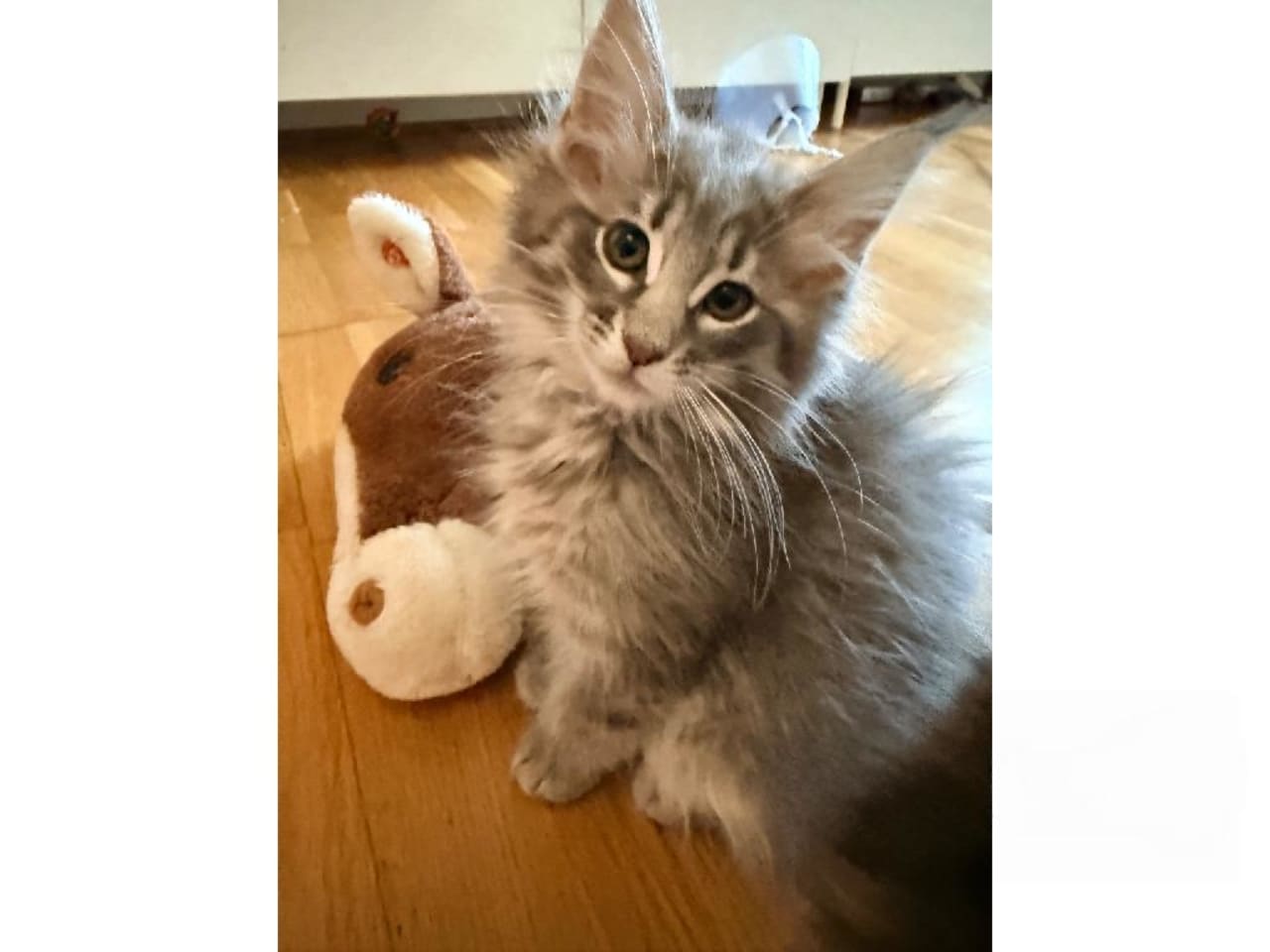 Norsk skogkatt
