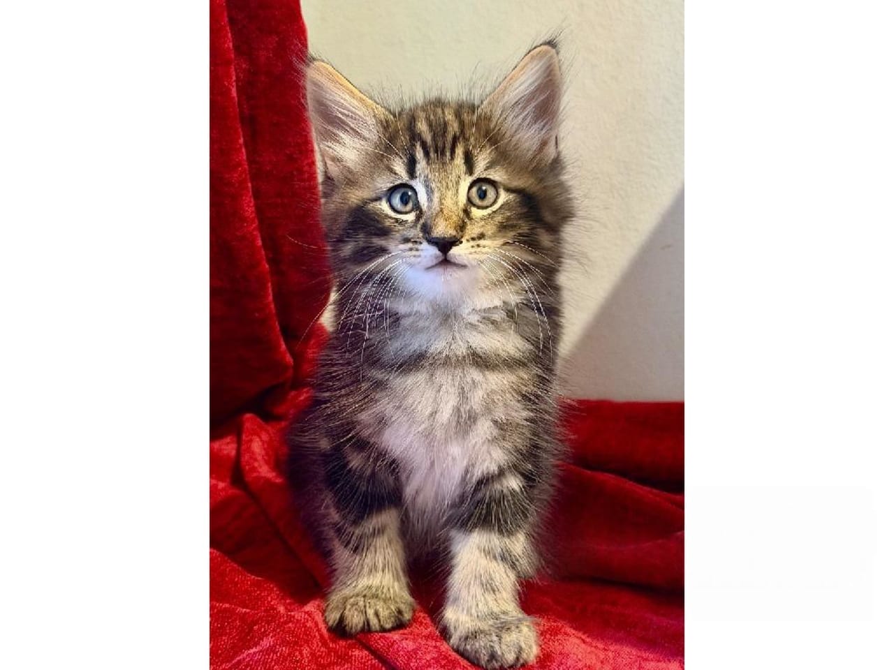 Norsk skogkatt