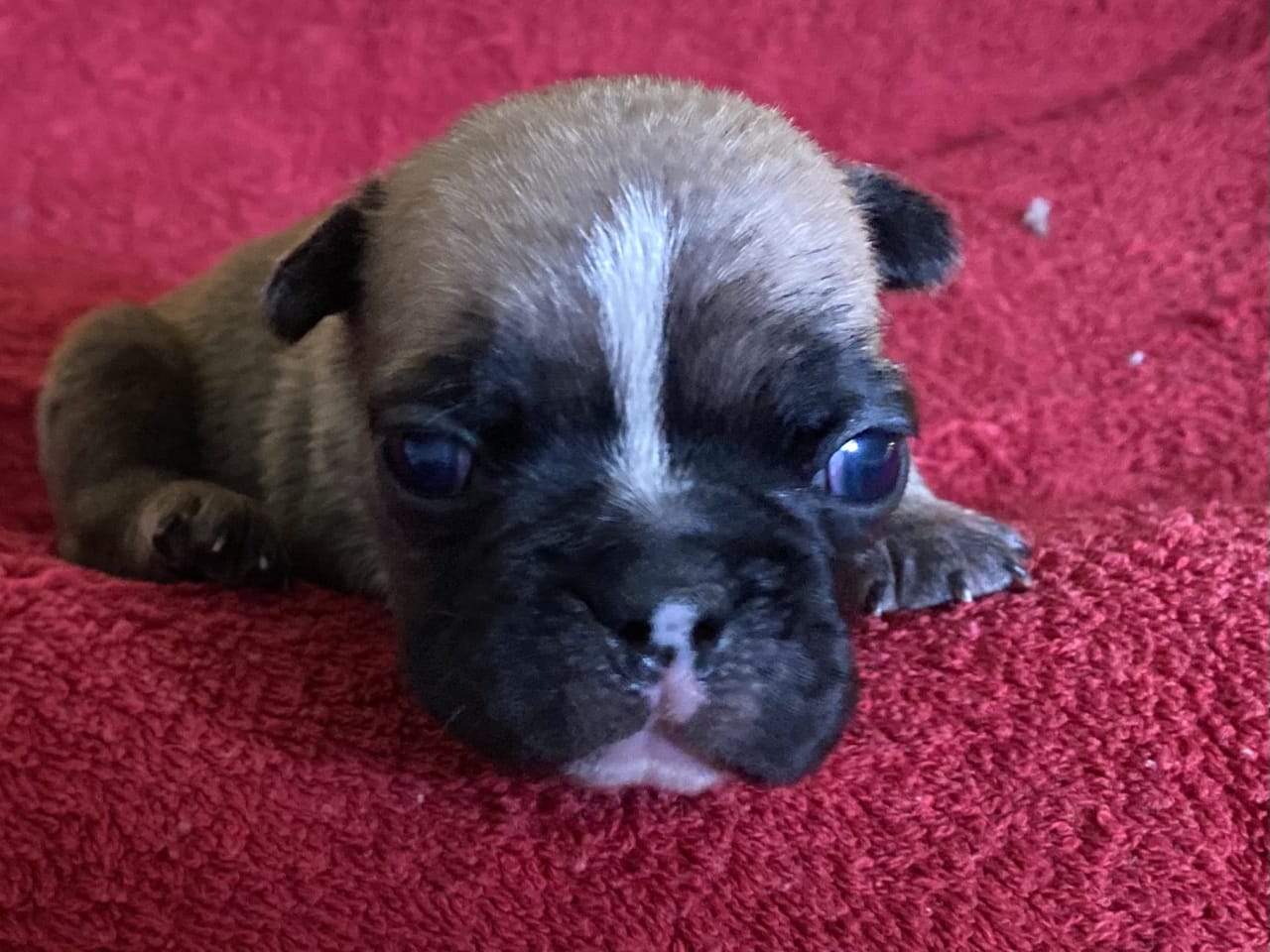 Fransk bulldog