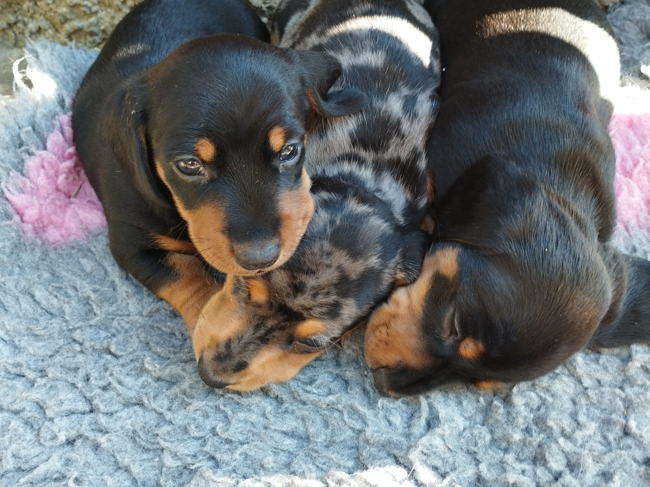 Dachshund