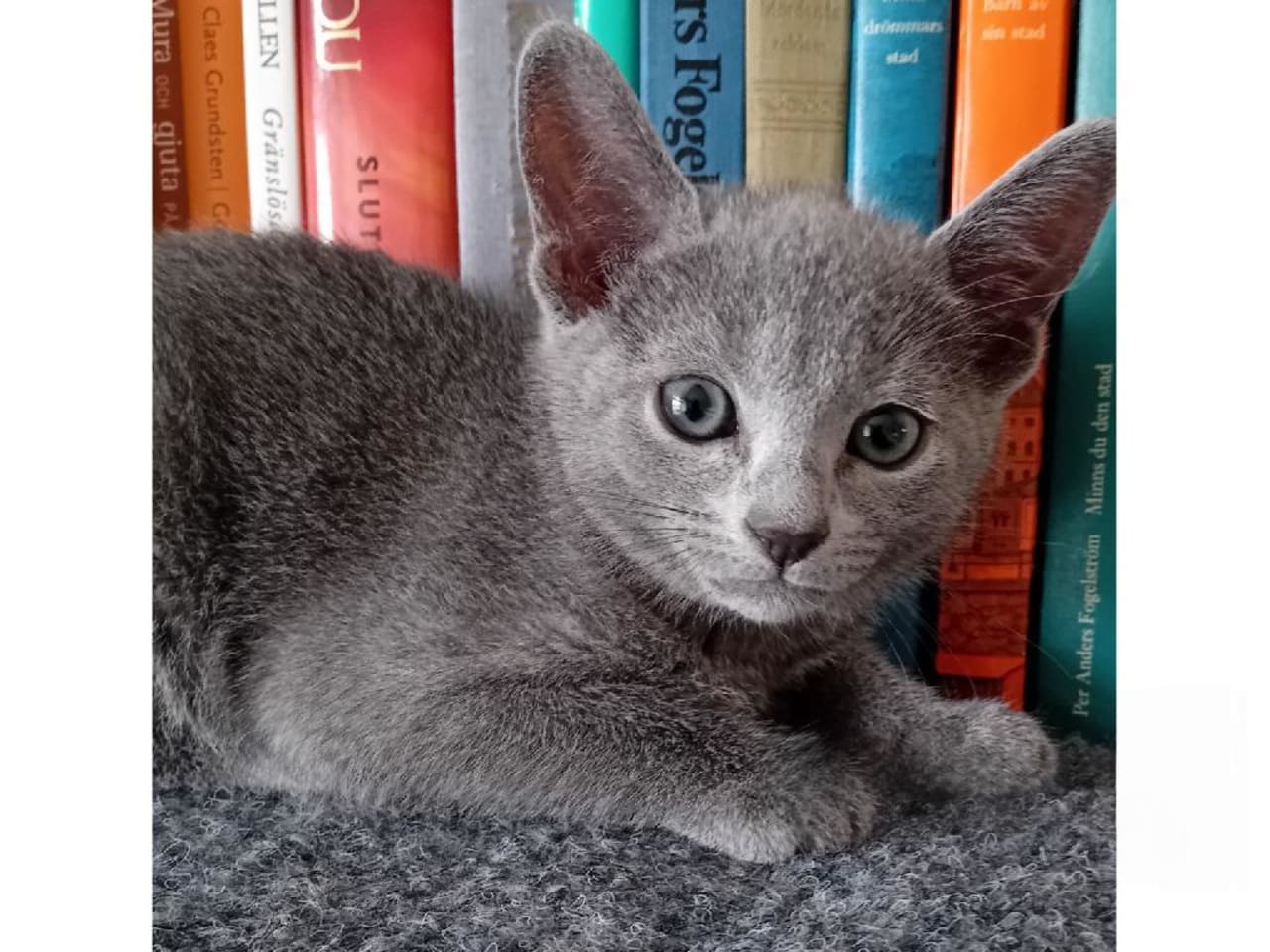 Russian Blue