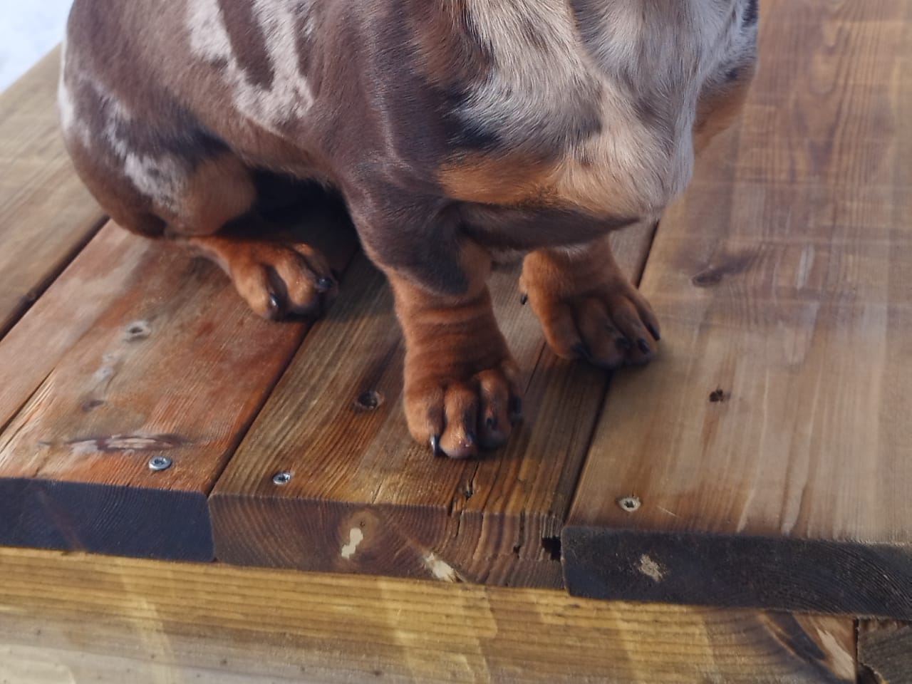 Dachshund