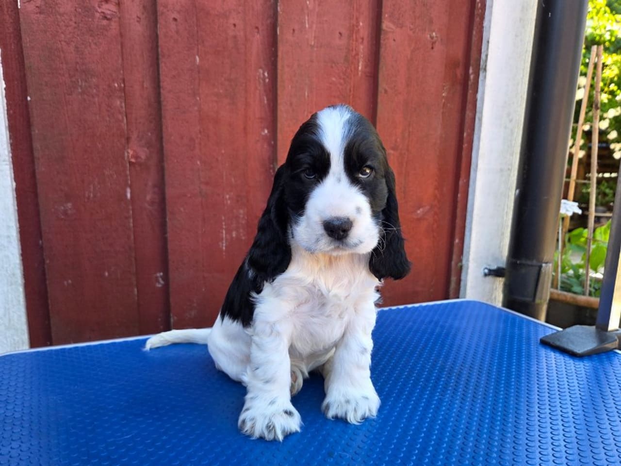Cocker spaniel