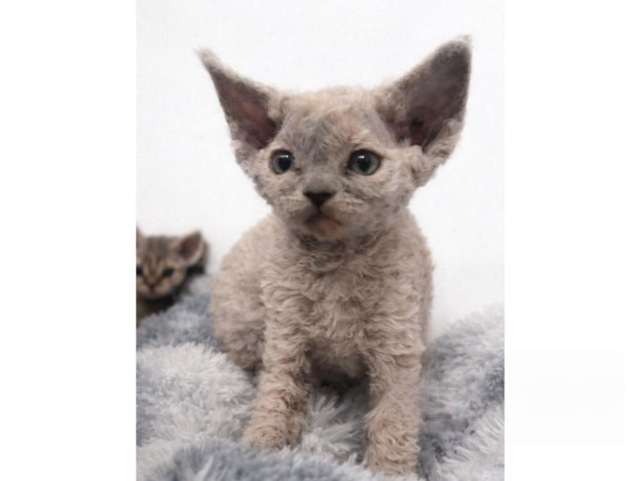 Devon Rex