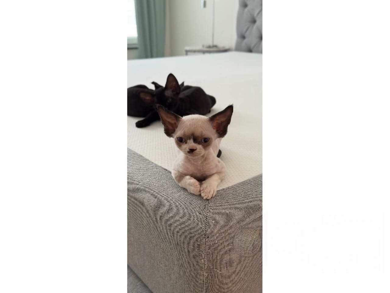 Devon Rex