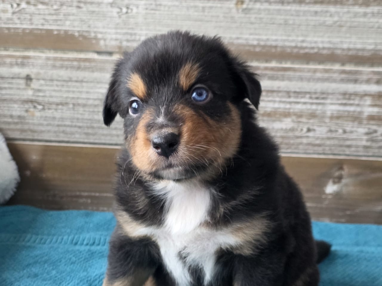 Australian shepherd