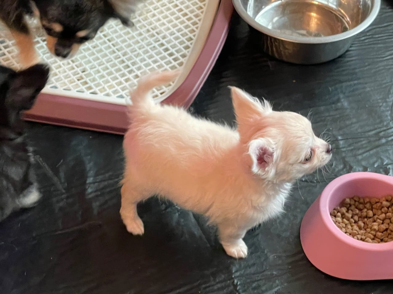 Chihuahua