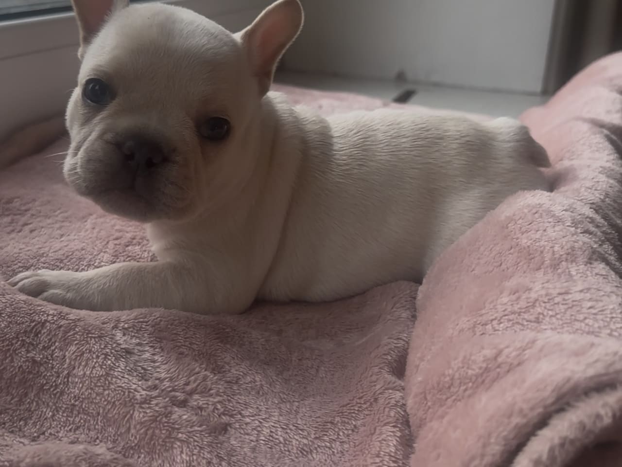 Fransk bulldog