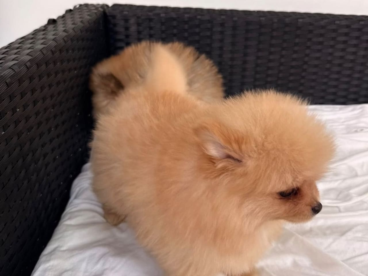 Pomeranian