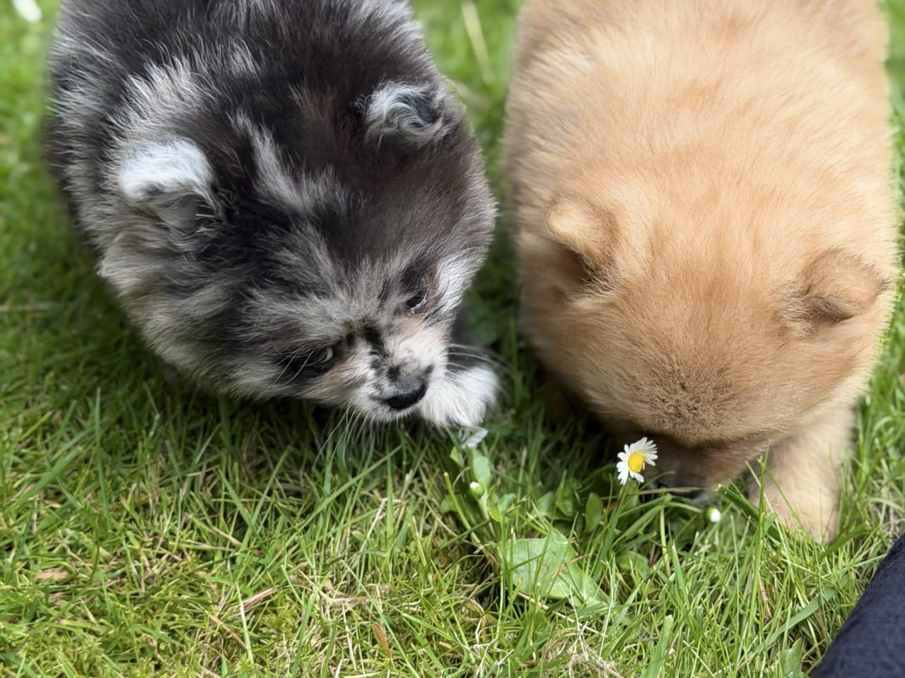 Pomeranian